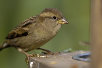 House sparrow makes it into top spot on the NI garden birdwatch chart