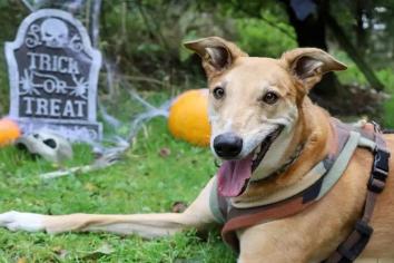 Dogs Trust Ballymena to host a Howl-oween Experience Day