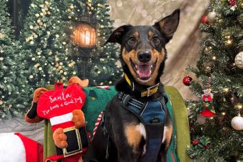 Dogs Trust set to host their Christmas Fair on December 6