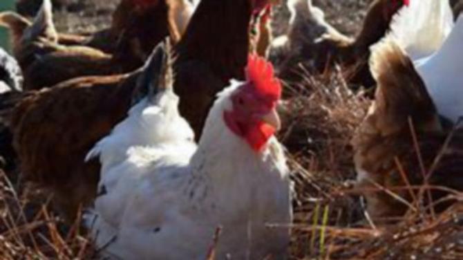 Residents complain over foul odours from plant