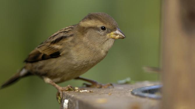 House sparrow makes it into top spot on the NI garden birdwatch chart