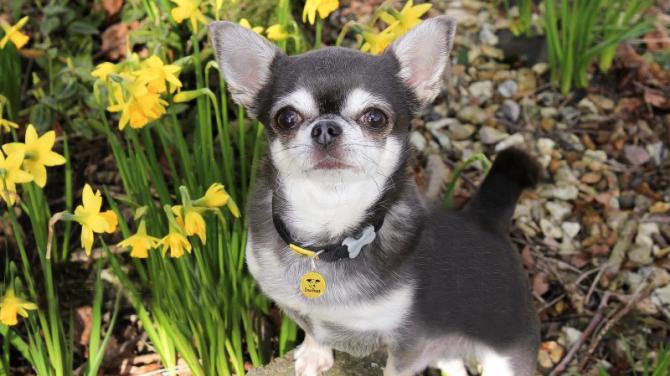 Dogs Trust Ballymena gives eggs-pert advice on how to have a dog-friendly Easter