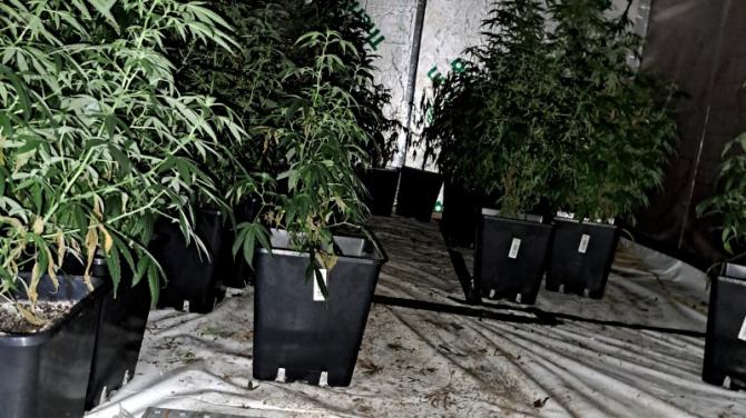 Man arrested after suspected 'cannabis factory' discovery