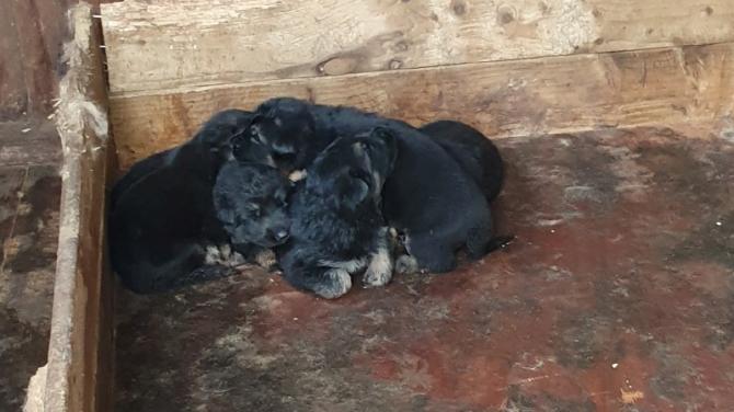 Man sentenced after pleading guilty to animal welfare and puppy breeding offences