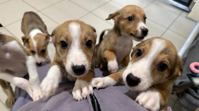 Five puppies have been named after top golfers
