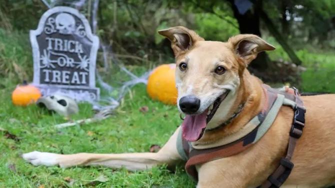 Dogs Trust Ballymena to host a Howl-oween Experience Day