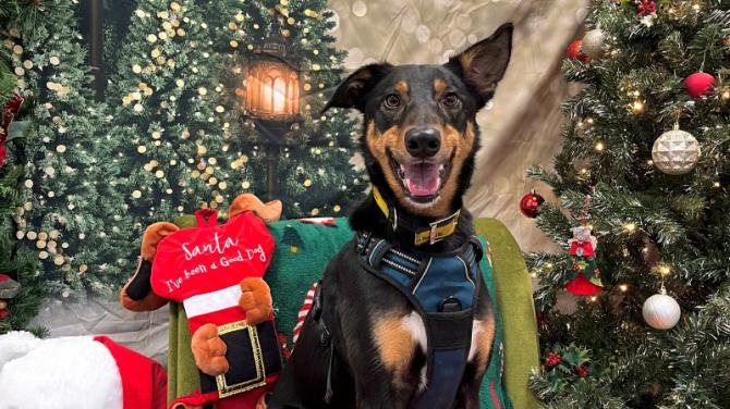 Dogs Trust set to host their Christmas Fair on December 6